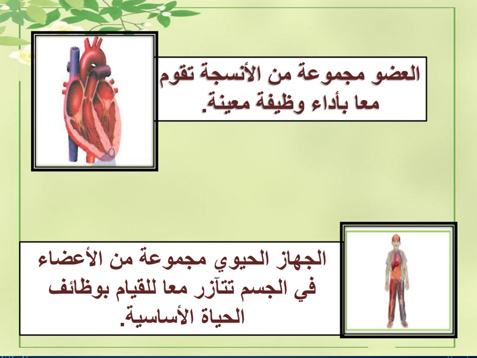 تحضير علوم رابع ابتدائي فصل أول