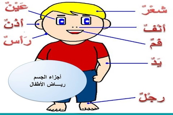 تحضير درس أجزاء الجسم رياض أطفال